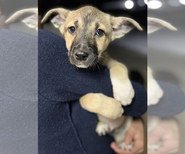 Medium Photo #19 Australian Kelpie-Unknown Mix Puppy For Sale in Dana Point, CA, USA