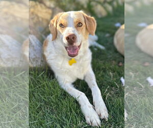 Border Collie Dogs for adoption in Sandy, UT, USA