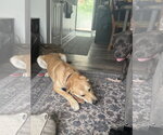 Small #12 German Shepherd Dog-Great Pyrenees Mix