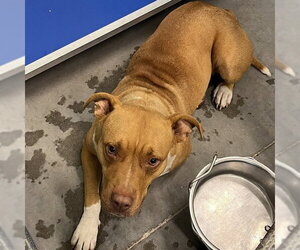 American Bulldog Dogs for adoption in Tavares, FL, USA