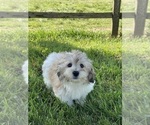 Small Photo #5 Lhasa-Poo Puppy For Sale in CANOGA, NY, USA