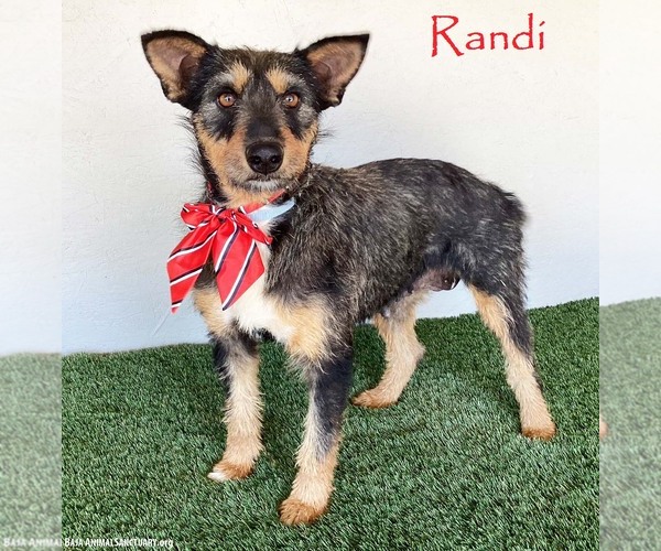 Medium Photo #1 Mutt Puppy For Sale in San Diego, CA, USA