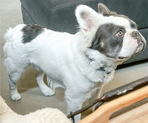 Father of the French Bulldog puppies born on 08/08/2023