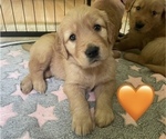 Puppy Orange Golden Retriever