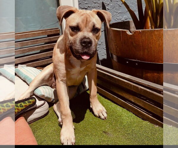 Medium Photo #6 Bulldog-Unknown Mix Puppy For Sale in Hayward, CA, USA