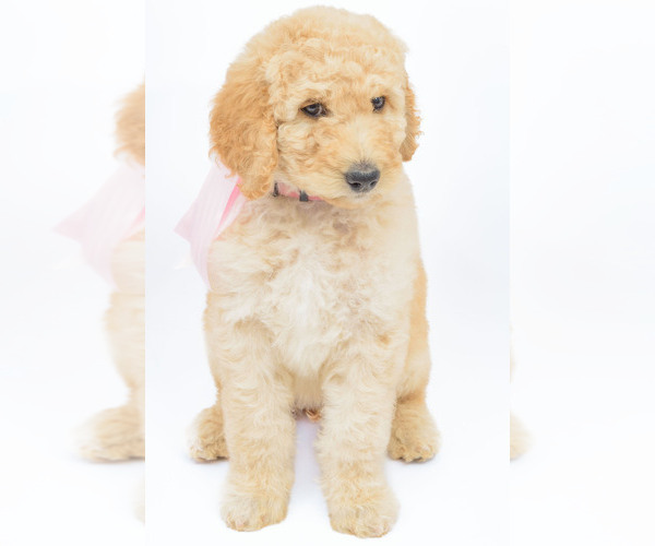 Medium Photo #1 Poodle (Standard) Puppy For Sale in CEDAR CITY, UT, USA