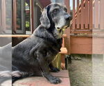 Small #7 Basset Hound-Labrador Retriever Mix