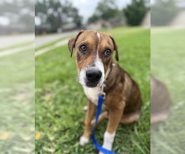 Medium Photo #1 Beagle-Unknown Mix Puppy For Sale in Corpus Christi, TX, USA