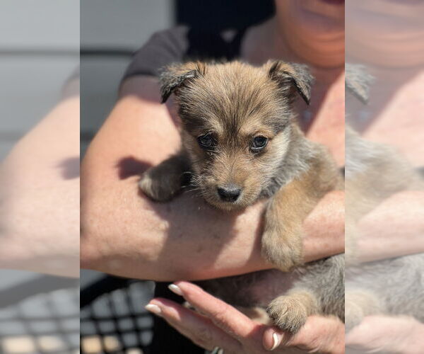 Medium Photo #3 Hava-Apso Puppy For Sale in Dana Point, CA, USA