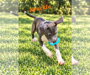 Krackle - Male American Pit Bull Terrier-Unknown Mix Dog for Adoption - Photo #3