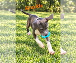 Small Photo #3 American Pit Bull Terrier-Unknown Mix Puppy For Sale in Southbury, CT, USA