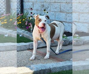 American Staffordshire Terrier-Unknown Mix Dogs for adoption in Perth Amboy, NJ, USA