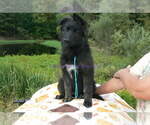 Small #3 German Shepherd Dog