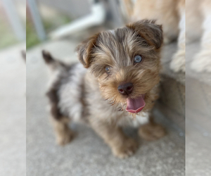 Yorkshire Terrier Dog for Adoption in AUSTIN, Texas USA
