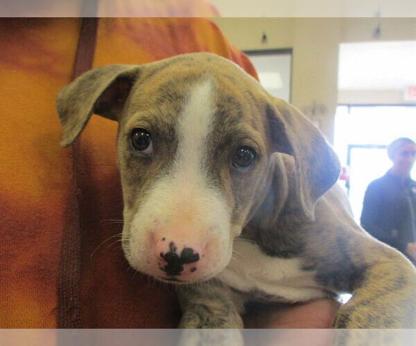Medium Photo #1 Staffordshire Bull Terrier Puppy For Sale in Ocala, FL, USA