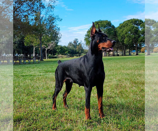 Medium Photo #23 Doberman Pinscher Puppy For Sale in FORT LAUDERDALE, FL, USA
