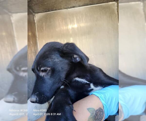 Medium Photo #1 Labrador Retriever-Unknown Mix Puppy For Sale in San Antonio, TX, USA