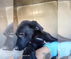 Labrador Retriever-Unknown Mix Dogs for adoption in San Antonio, TX, USA