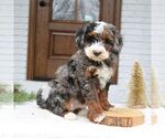 Small #3 Bernedoodle (Miniature)