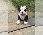 Puppy Puppy 5 English Bulldog