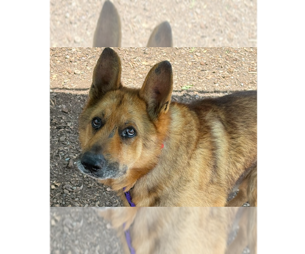 Medium Photo #1 German Shepherd Dog Puppy For Sale in Cupertino, CA, USA