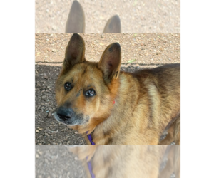 German Shepherd Dog Dogs for adoption in Cupertino, CA, USA
