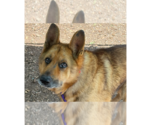 Small German Shepherd Dog