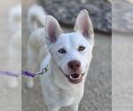 Small Siberian Husky Mix
