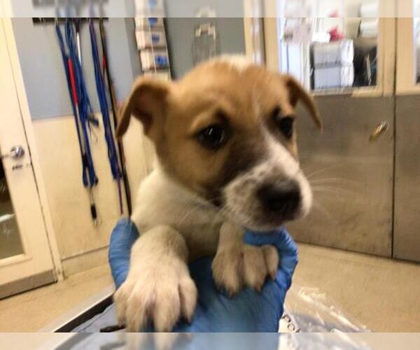 Medium Photo #1 German Shepherd Dog Puppy For Sale in Riverside, CA, USA