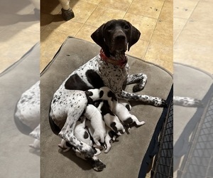 German Shorthaired Pointer Puppy for sale in SARDIS, MS, USA