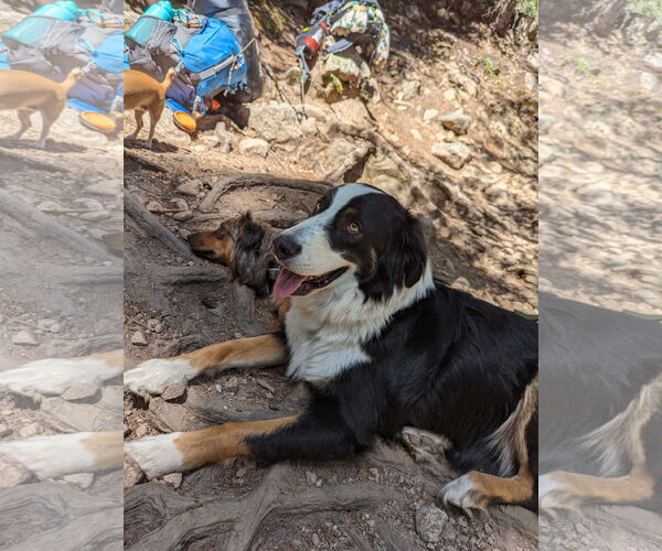 Medium Photo #4 Australian Shepherd-Unknown Mix Puppy For Sale in Peralta, NM, USA