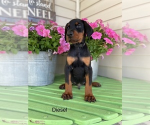 Doberman Pinscher Puppy for sale in MILFORD, IN, USA