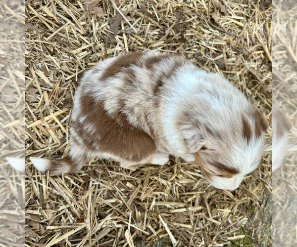 Medium Photo #36 Australian Shepherd Puppy For Sale in SMITHS GROVE, KY, USA