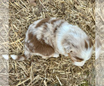 Small Photo #36 Australian Shepherd Puppy For Sale in SMITHS GROVE, KY, USA