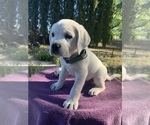 Small Photo #2 Labrador Retriever Puppy For Sale in LIVE OAK, CA, USA