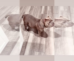 American Bully Puppy for sale in KATY, TX, USA