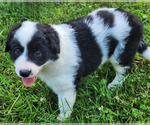 Puppy Bucky Border Collie