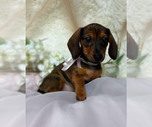 Medium Dachshund