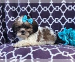 Small Photo #4 Zuchon Puppy For Sale in LAKELAND, FL, USA