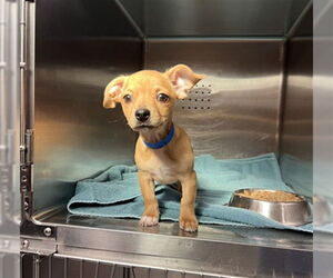 French Bullhuahua Dogs for adoption in Rancho Cucamonga, CA, USA