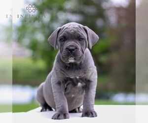 Cane Corso Puppy for Sale in EAST EARL, Pennsylvania USA