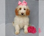 Small Photo #2 Goldendoodle (Miniature) Puppy For Sale in MILLERSBURG, OH, USA