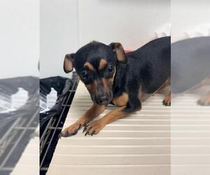 Chihuahua Dogs for adoption in Bakersfield, CA, USA