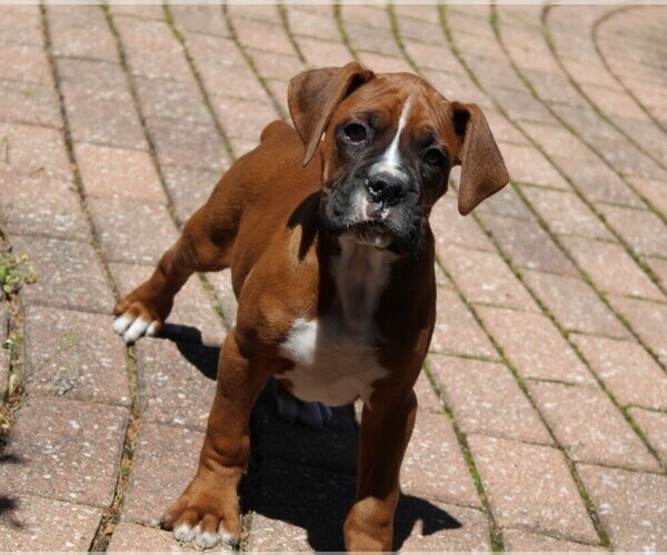 Medium Photo #8 Boxer Puppy For Sale in SHIPSHEWANA, IN, USA