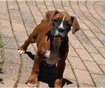 Small #7 Boxer