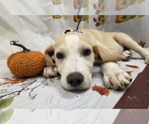 Cuddles - Male Lab-Pointer Dog for Adoption - Photo #3