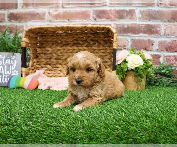 Medium Photo #17 Goldendoodle mix (+ Poodle Miniature) Puppy For Sale in SYRACUSE, IN, USA