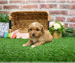 Small #16 Goldendoodle mix (+ Poodle Miniature)