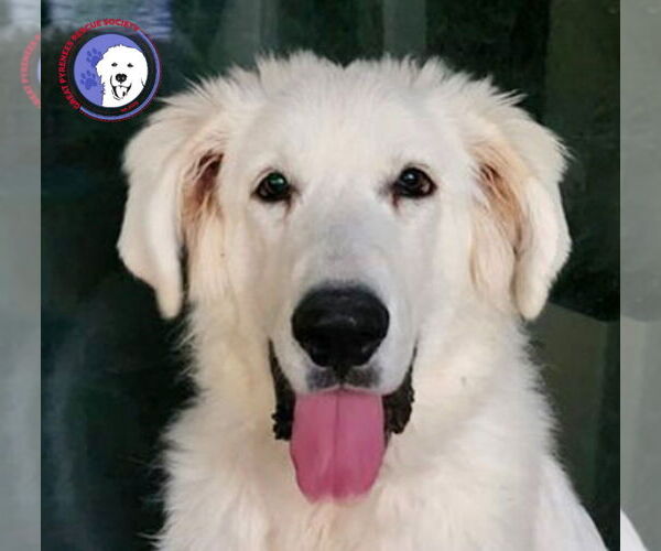 Medium Photo #5 Great Pyredane Puppy For Sale in Spring, TX, USA