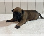 Puppy Puppy 3 Belgian Malinois